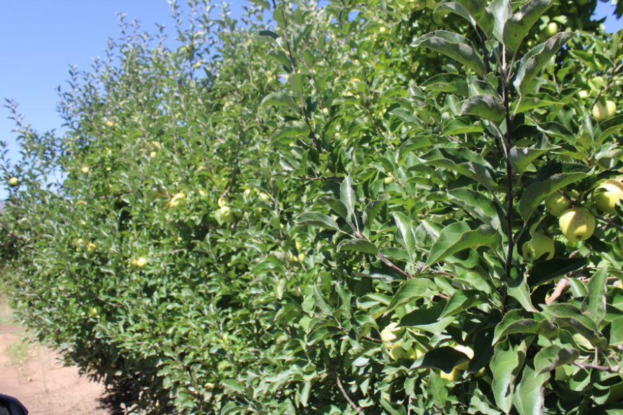 0 Bedroom Property for Sale in Haarlem Western Cape